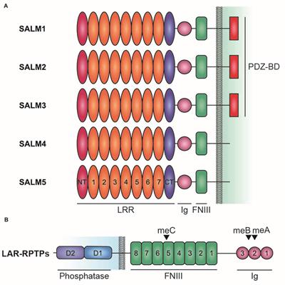 SALM/Lrfn Family Synaptic Adhesion Molecules